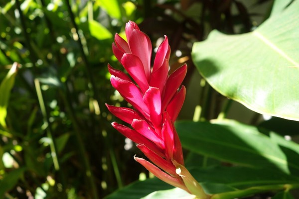 Impacto Escultural: Alpínias Imponentes como Ponto Focal do Jardim - inspiração