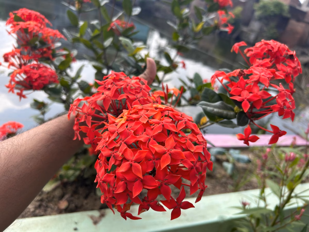 Bordaduras Floridas: Ixoras Anãs Delimitando Caminhos - ideia