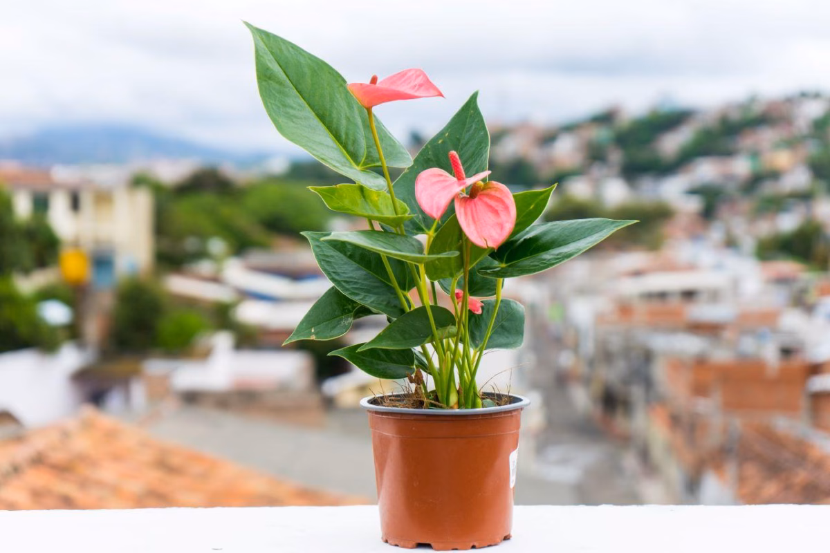Antúrios Exuberantes: Cores Vibrantes em Meio à Sombra - detalhe