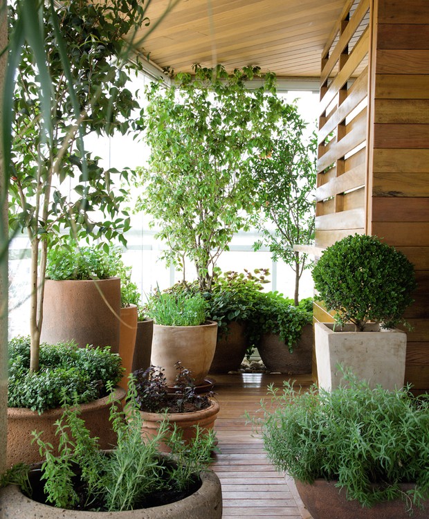 Mini Bosque com Árvores Frutíferas em Vasos - detalhe
