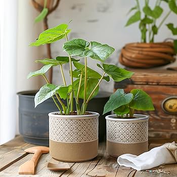 Plantas Em Vasos De Cerâmica Artesanal: Exclusividade - ideia