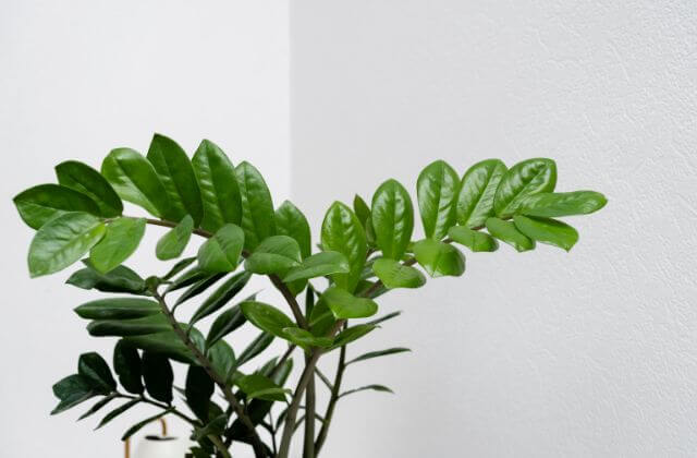 Com Zamioculcas Elegantes: Beleza e Facilidade - detalhe