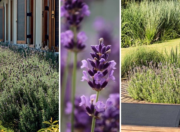 Aroma e Beleza: Lavanda e Alecrim em Jardins de Estilo Provençal - inspiração
