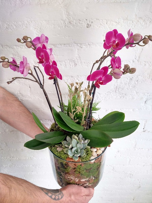 Orquídeas Combinadas com Suculentas: Uma Composição Moderna e Minimalista - inspiração
