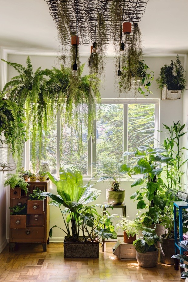 Estante Escada com Samambaias e Avencas: Um Jardim Vertical Acessível - inspiração