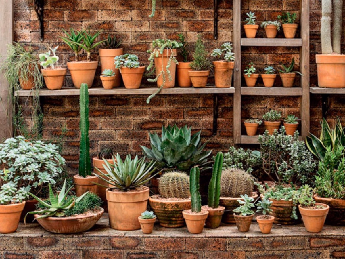 Jardim de Cactos e Suculentas: Beleza Desértica e Fácil Manutenção - detalhe