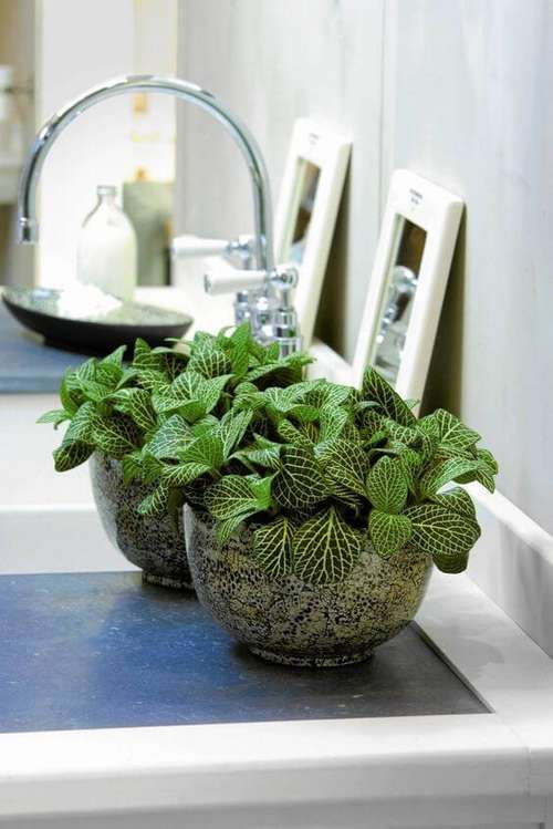 Minimalismo Verde: Fitônia em Vasos de Cimento Rústico - detalhe