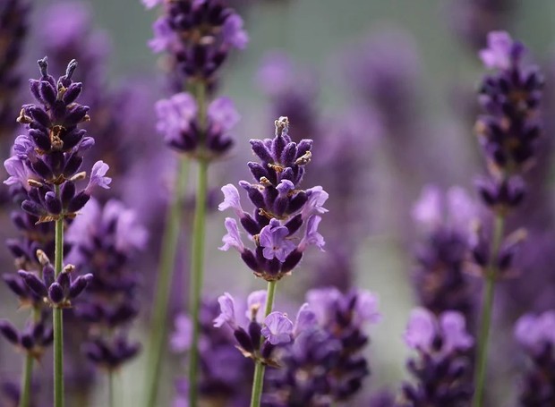 Jardim Secreto: Flores Roxas Escuras em Espaços Sombreados! - inspiração