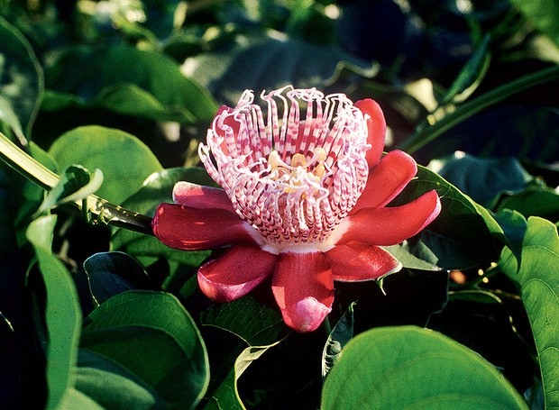 Jardim Secreto Aconchegante com Trepadeiras Perfumadas - inspiração