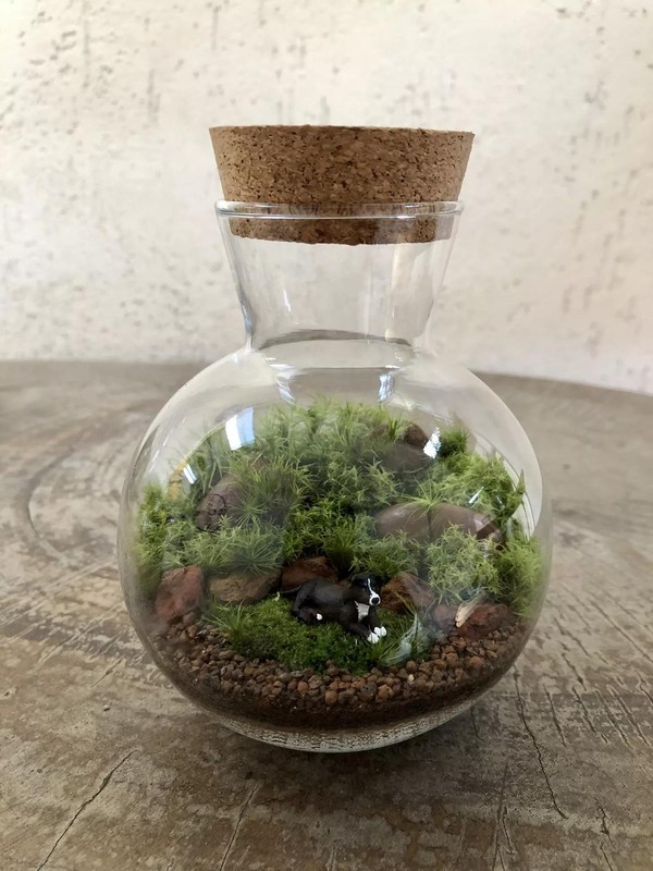 Terrários Fechados como Mini Ecossistemas: Beleza Autossustentável - ideia