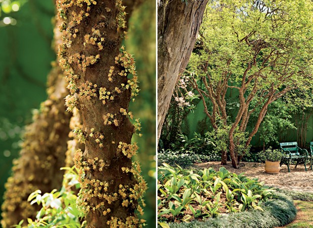 Mini Bosque com Árvores Frutíferas em Vasos - ideia