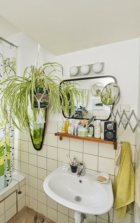 Clorofitos Vibrantes em Prateleiras de Madeira Rústica - ideia