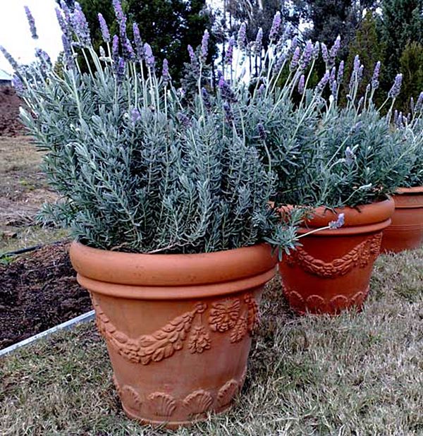 Aroma e Beleza: Lavanda e Alecrim em Jardins de Estilo Provençal - detalhe