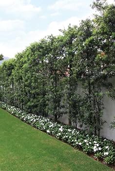 Cerca Viva Minimalista: Podocarpo, Elegância Vertical para Espaços Modernos - ideia