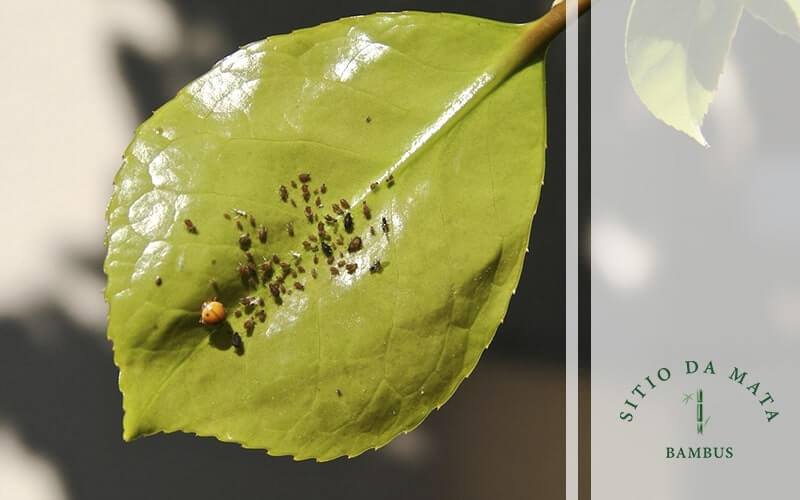 Adubação Orgânica: O Segredo para Plantas Fortes e Resistentes - detalhe