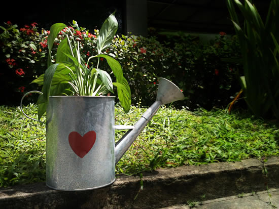 Com Regadores Decorativos Vintage: Um Toque de Nostalgia no Seu Jardim - inspiração