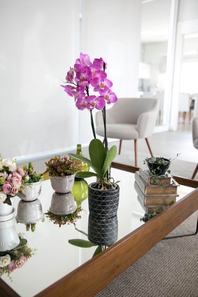 Orquídeas Combinadas com Suculentas: Uma Composição Moderna e Minimalista - detalhe