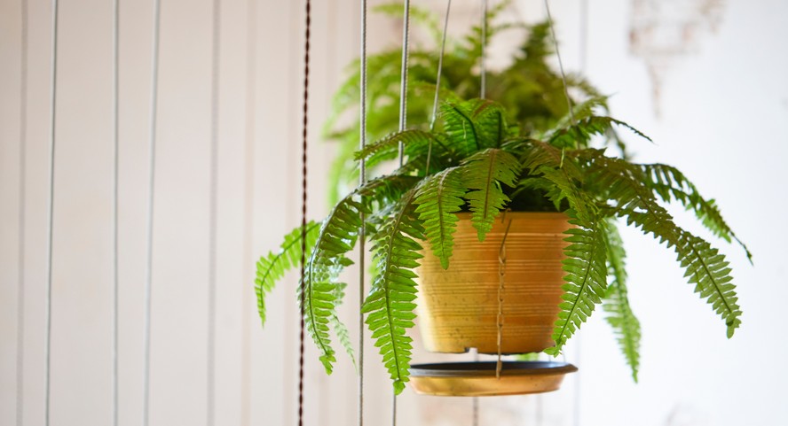 Composição com Samambaias e Outras Plantas: Uma Selva Urbana Vibrante - inspiração