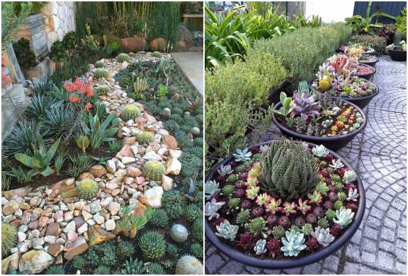 Jardim de Cactos e Suculentas: Beleza Desértica e Fácil Manutenção - ideia