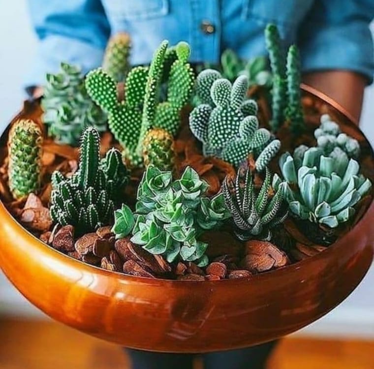 Com Suculentas: Mini Jardins e Vasos Suspensos para um Toque de Natureza e Frescor - detalhe