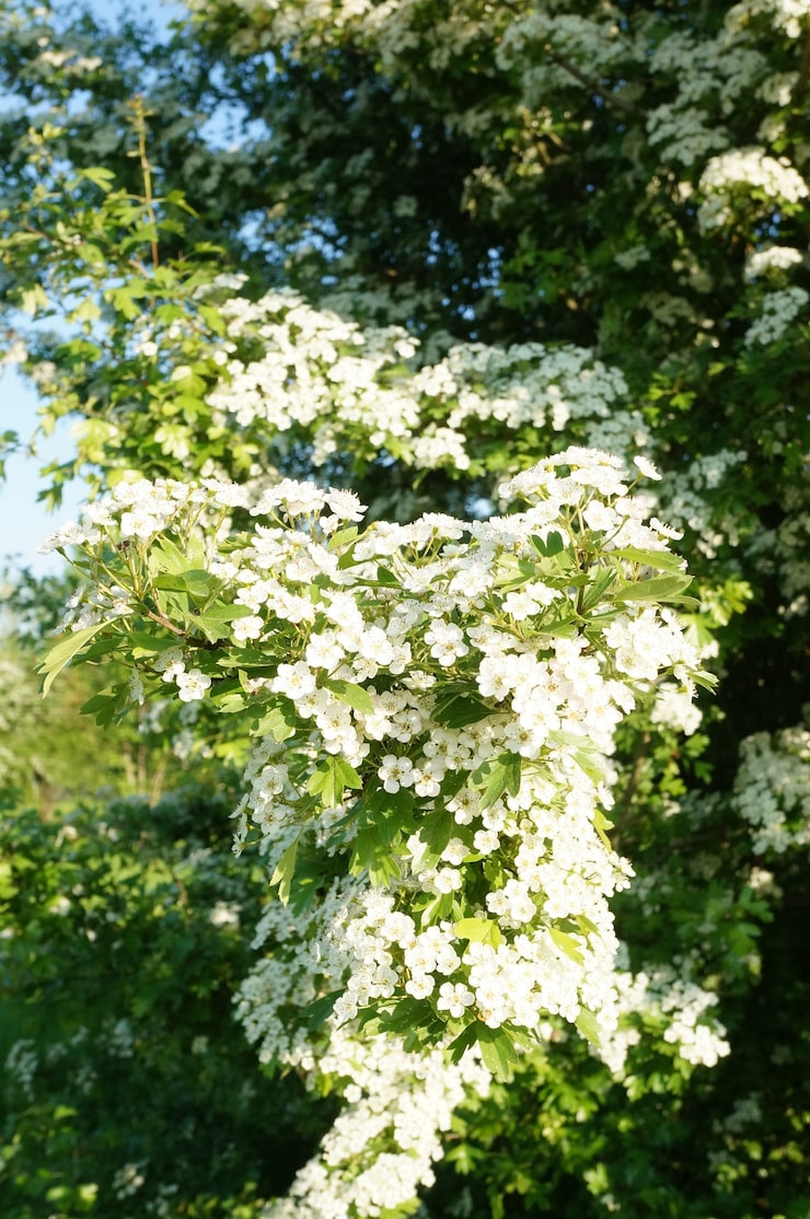 Cascata de Flores Brancas em Jardim Vertical - inspiração