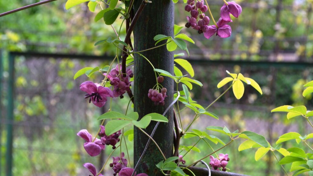 Jardim Secreto Aconchegante com Trepadeiras Perfumadas - detalhe