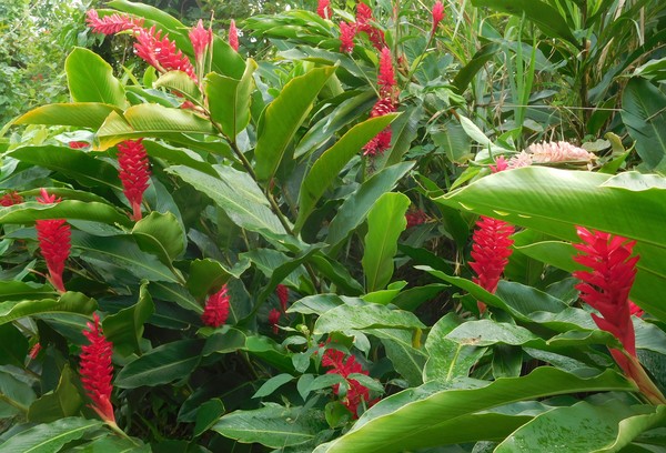 Impacto Escultural: Alpínias Imponentes como Ponto Focal do Jardim - ideia