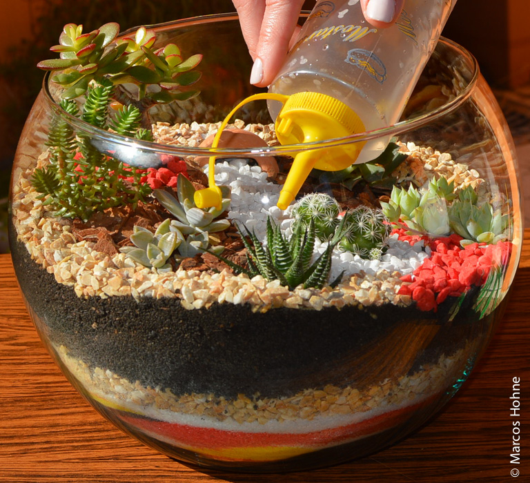 Composição de Suculentas em Terrários Geométricos: Design Moderno - detalhe