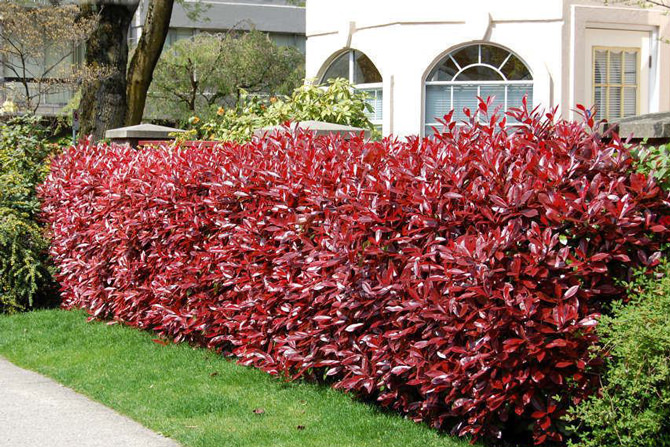 Cerca Viva Mista: A Sinfonia de Cores e Texturas que Encanta - inspiração