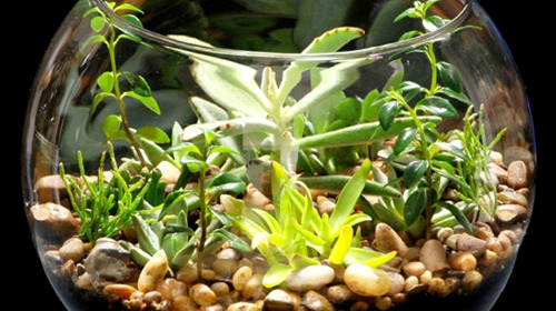 Jardim no Aquário: Mini Ecossistema Vibrante - ideia