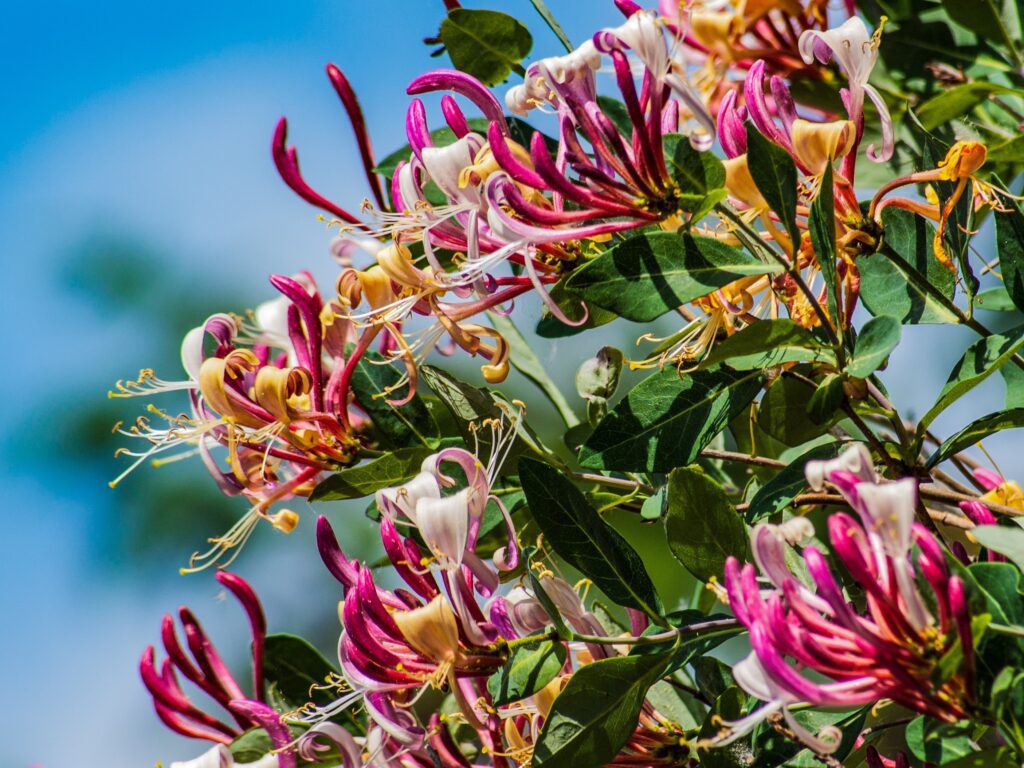 Jardim Secreto Aconchegante com Trepadeiras Perfumadas - ideia
