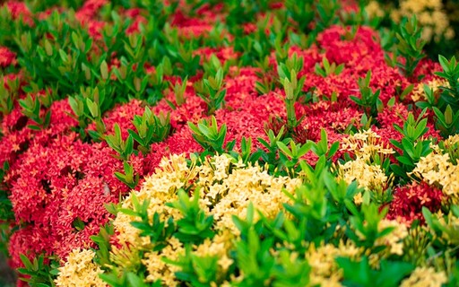 Ixora em Jardins de Pedra: Contraste Rústico e Vibrante - inspiração