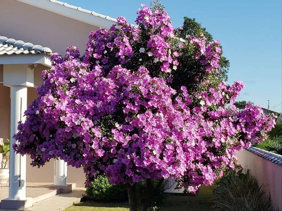 Manacá-da-Serra Anão em Jardineiras Suspensa: Delicadeza Aérea - detalhe