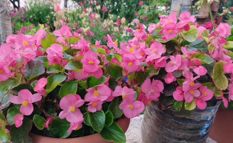 Begônias Pendentes: Um Balé de Flores e Folhas - ideia