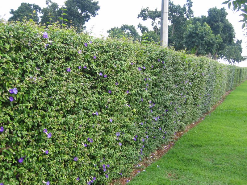 Cerca Viva Mista: A Sinfonia de Cores e Texturas que Encanta - detalhe