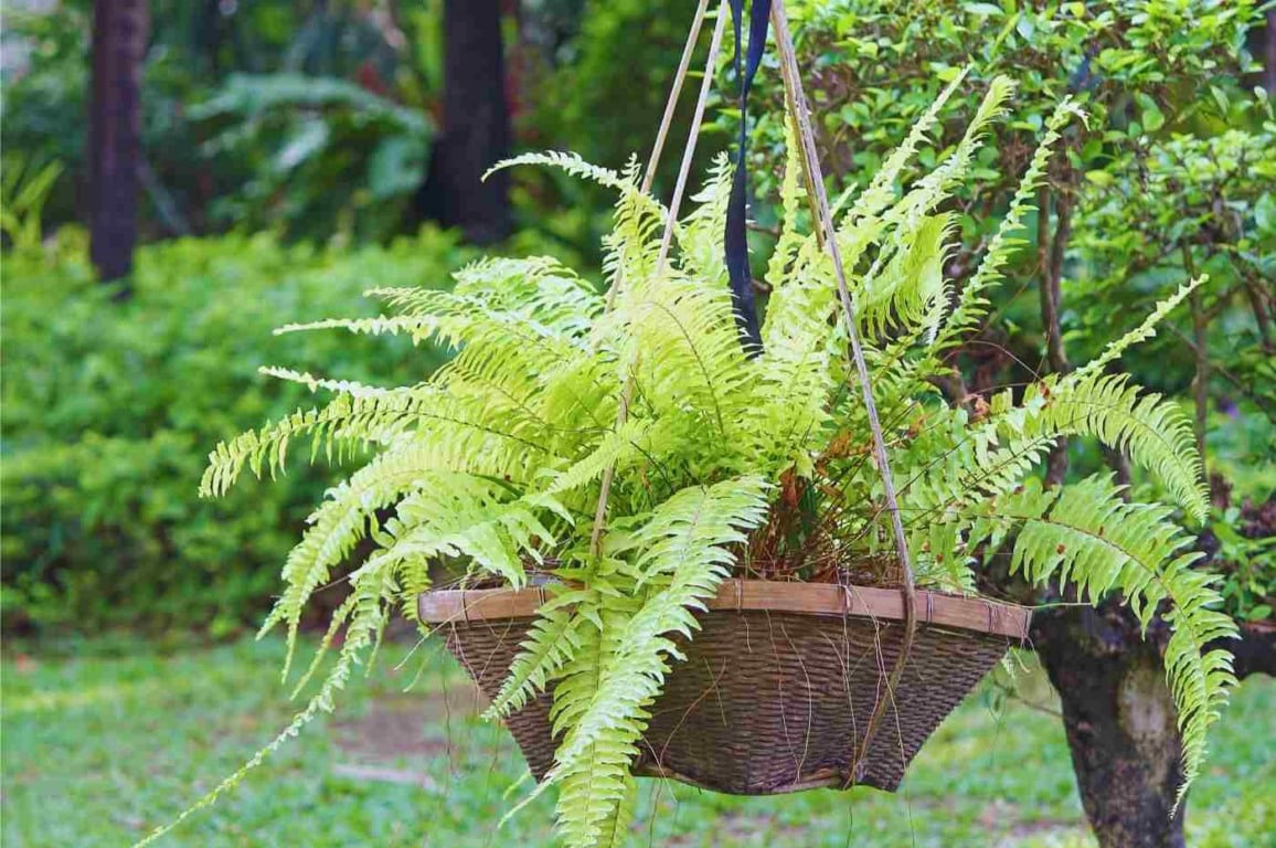 Composição com Samambaias e Outras Plantas: Uma Selva Urbana Vibrante - ideia