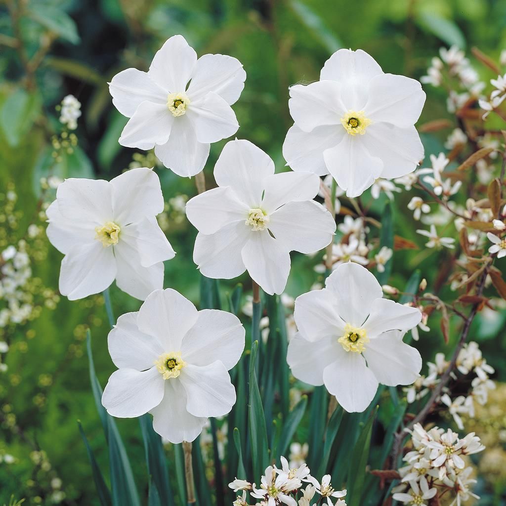 Amaryllis Brancas em Destaque com Pedras Decorativas - inspiração