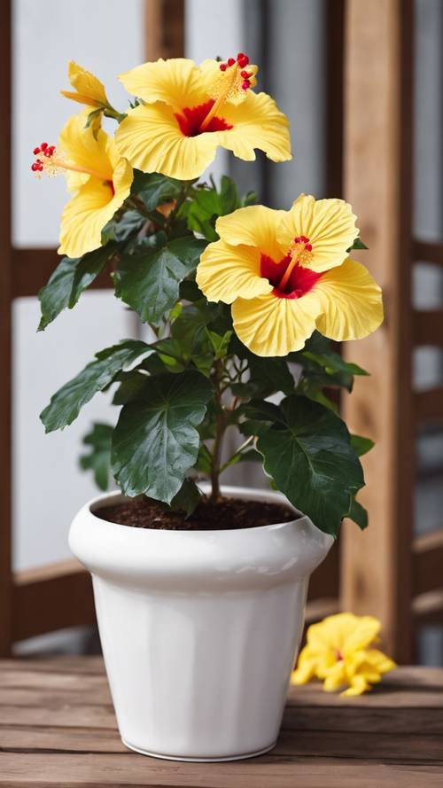 Hibiscos Exuberantes em Vasos Vietnamitas de Cerâmica Esmaltada: Um Oasis Tropical - ideia