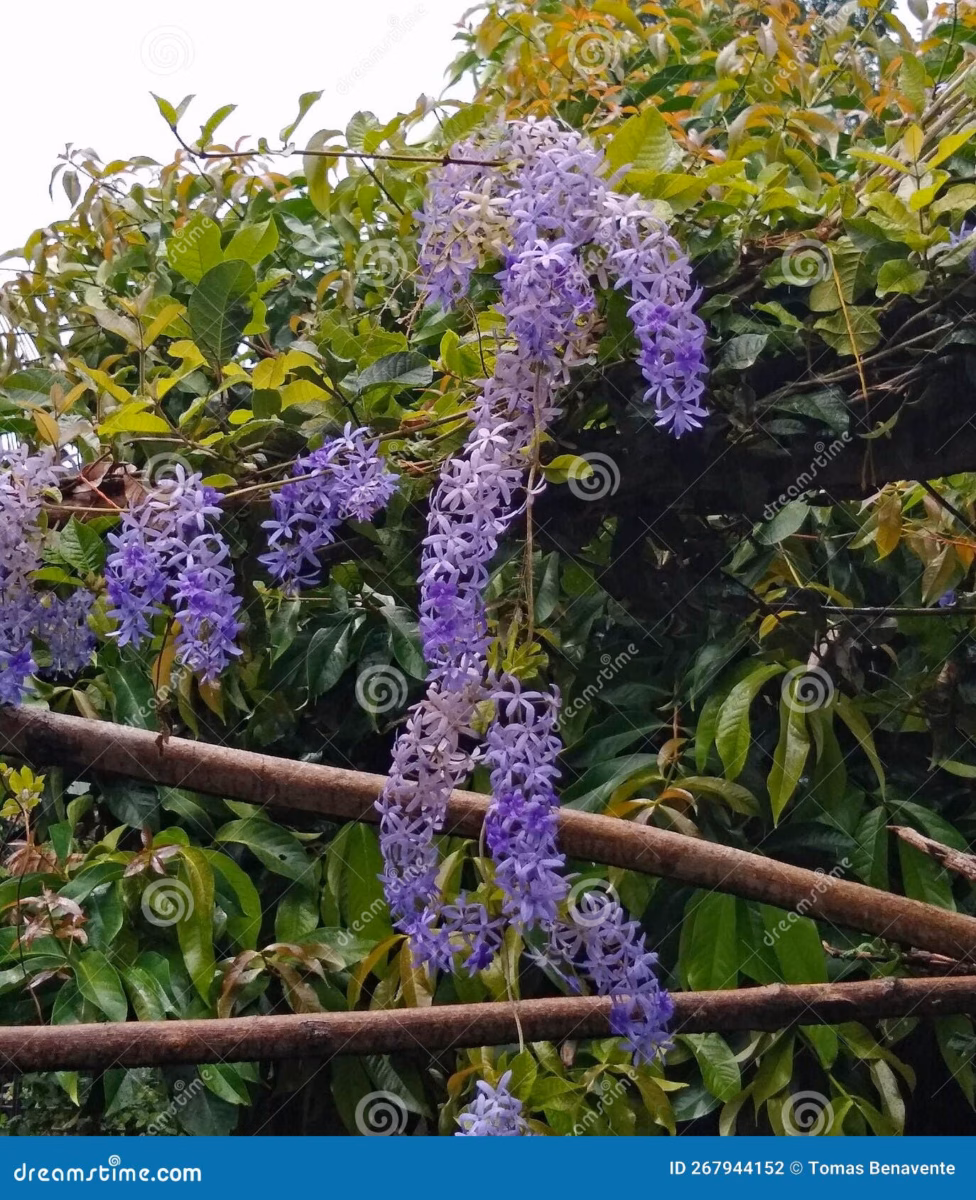 Flores Roxas Suspensas: Um Balé de Cores no Seu Jardim! - detalhe