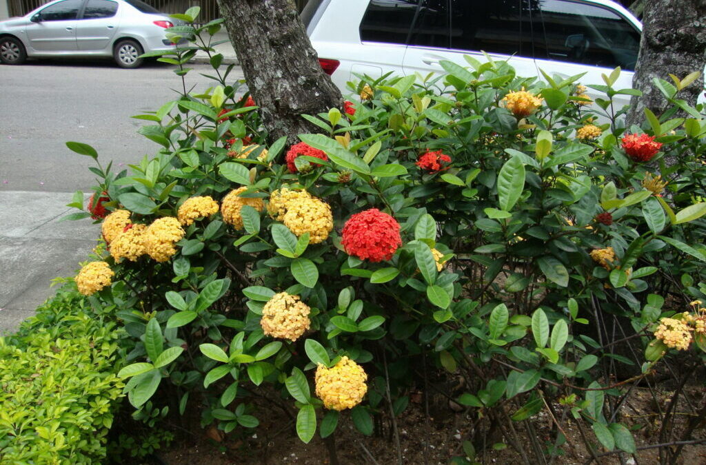 Ixora em Jardins de Pedra: Contraste Rústico e Vibrante - ideia