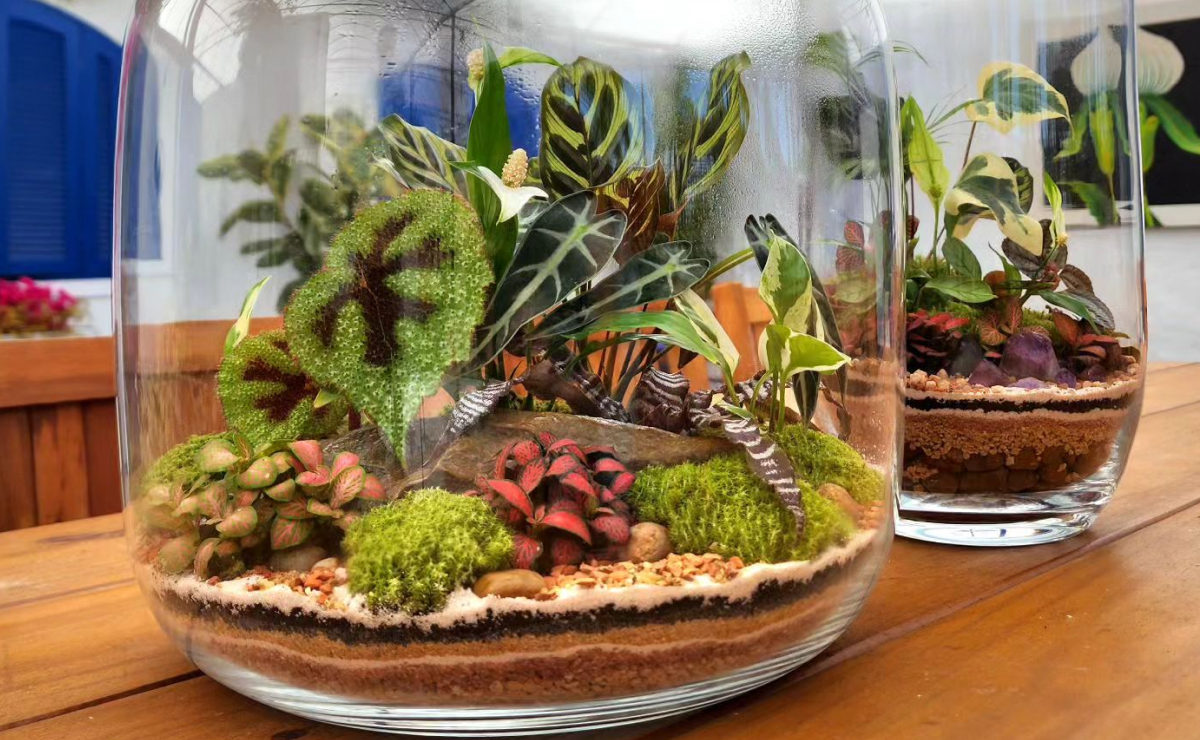 Terrários de Suculentas com Areias Coloridas: Camadas de Beleza - detalhe