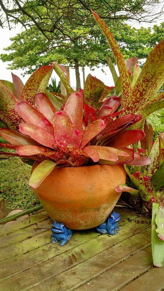 Arranjo Tropical com Bromélias e Folhagens Exóticas - ideia