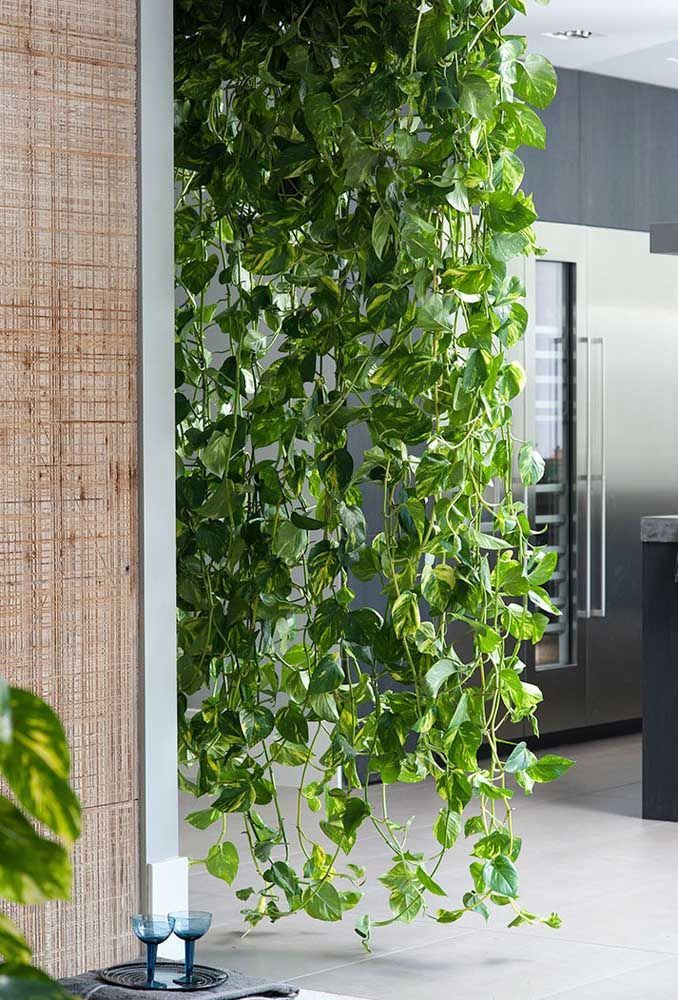 Jiboias Pendentes: Cascata de Folhas Exuberantes - detalhe