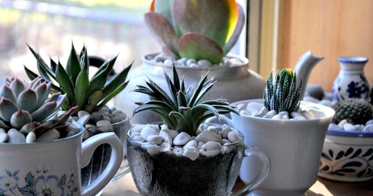 Plantas em Xícaras Vintage: Um Toque Nostálgico e Sustentável - detalhe