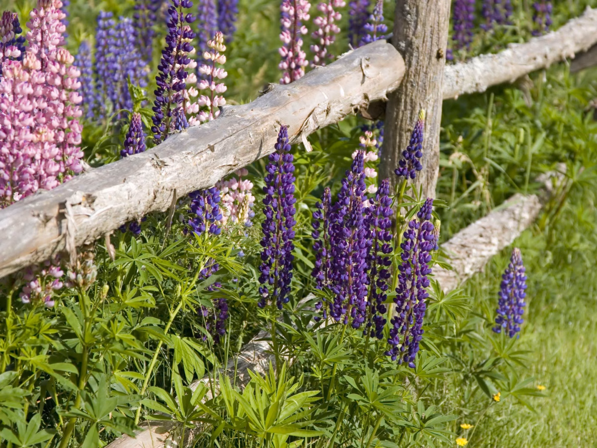 Jardim de Inverno Aromático: Lavanda, Manjericão e Alecrim - ideia