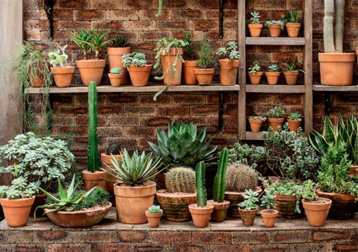 Fonte com Suculentas e Cactos: Biodiversidade Desértica - ideia