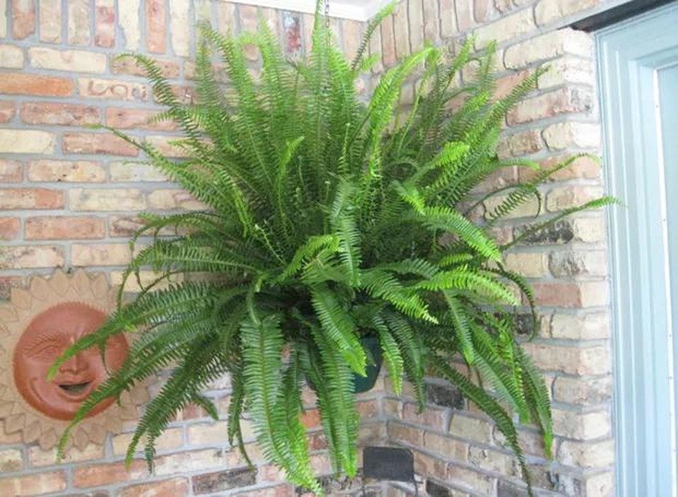 Samambaias em Nichos Iluminados: Destaque e Sofisticação Para Sua Decoração - detalhe