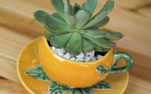 Plantas em Xícaras Vintage: Charme Retrô na Decoração - detalhe
