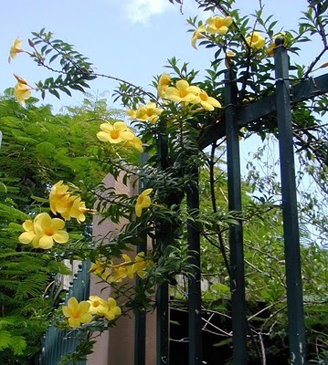 Romance no Jardim: Arcos Floridos com Trepadeiras Amarelas - detalhe
