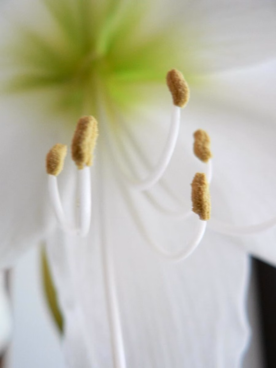 Amaryllis Brancas em Destaque com Pedras Decorativas - ideia
